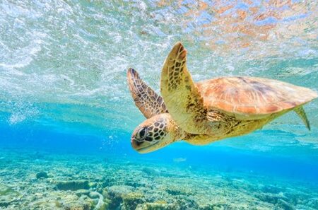 oldest sea turtle