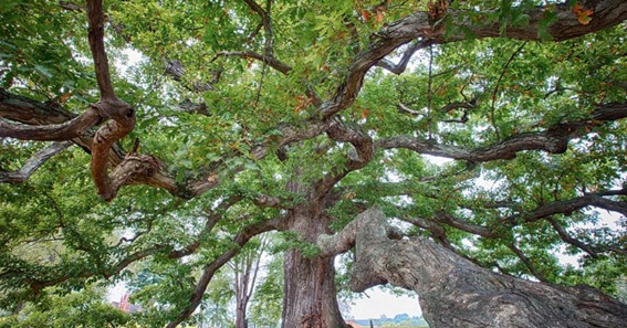 Brister Oak