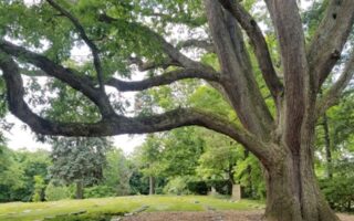 Oldest Tree In Ohio
