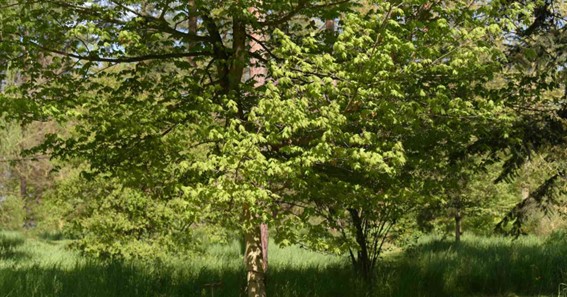 Pomeroy Sugar Maple Tree